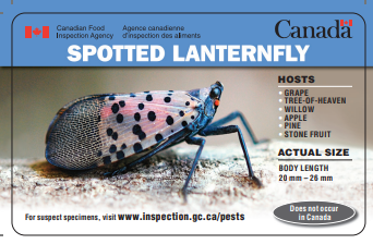 Lanternfly-en.png