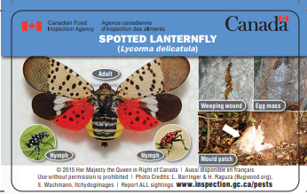 Lanternfly.png